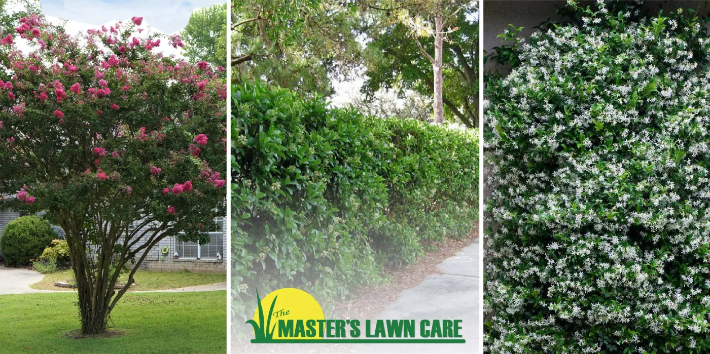 3 Ways To Create Privacy In Your Landscape Using Trees Shrubs And Vines The Masters Lawn Care 